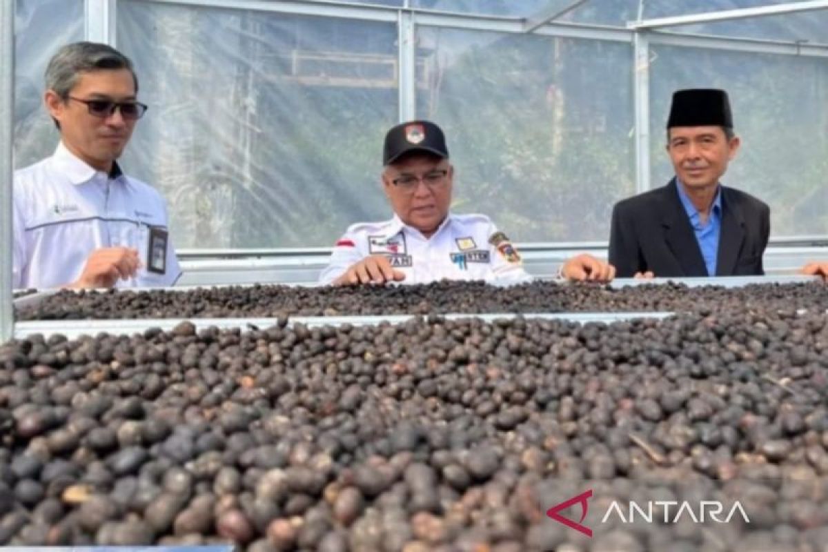 Pemkot Pagaralam jangkau hutan  adat lestarikan kopi