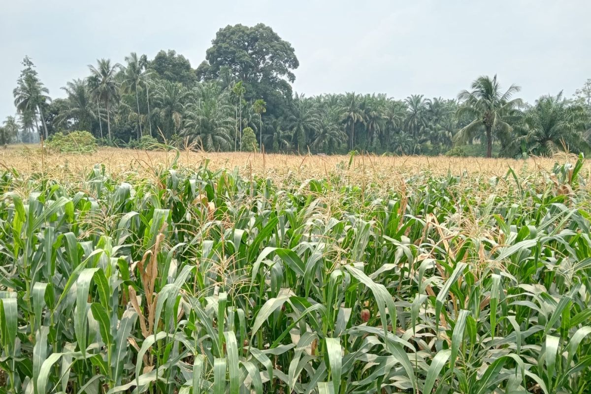 Harga jagung di Pasaman Barat naik jadi Rp5.000 per kilogram