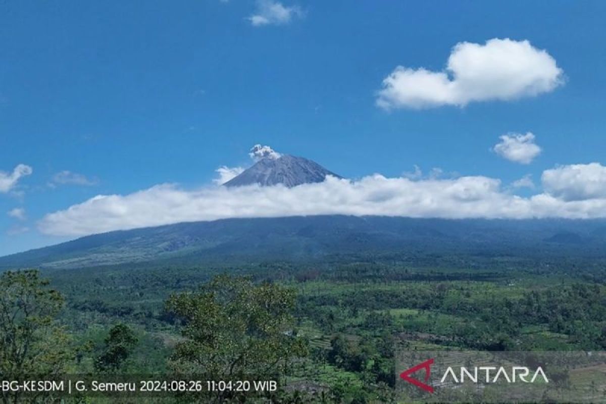 Gunung Semeru erupsi dengan letusan abu vulkanik hingga 500 meter