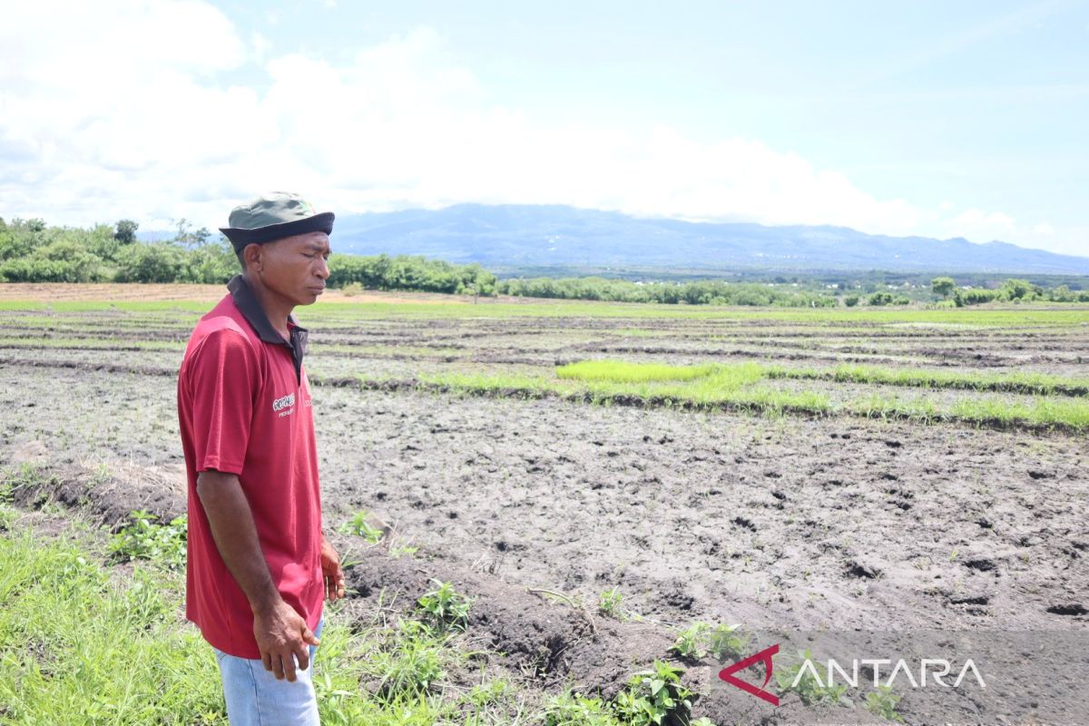 BMKG imbau petani  Mabar optimalkan penggunaan air di musim kemarau