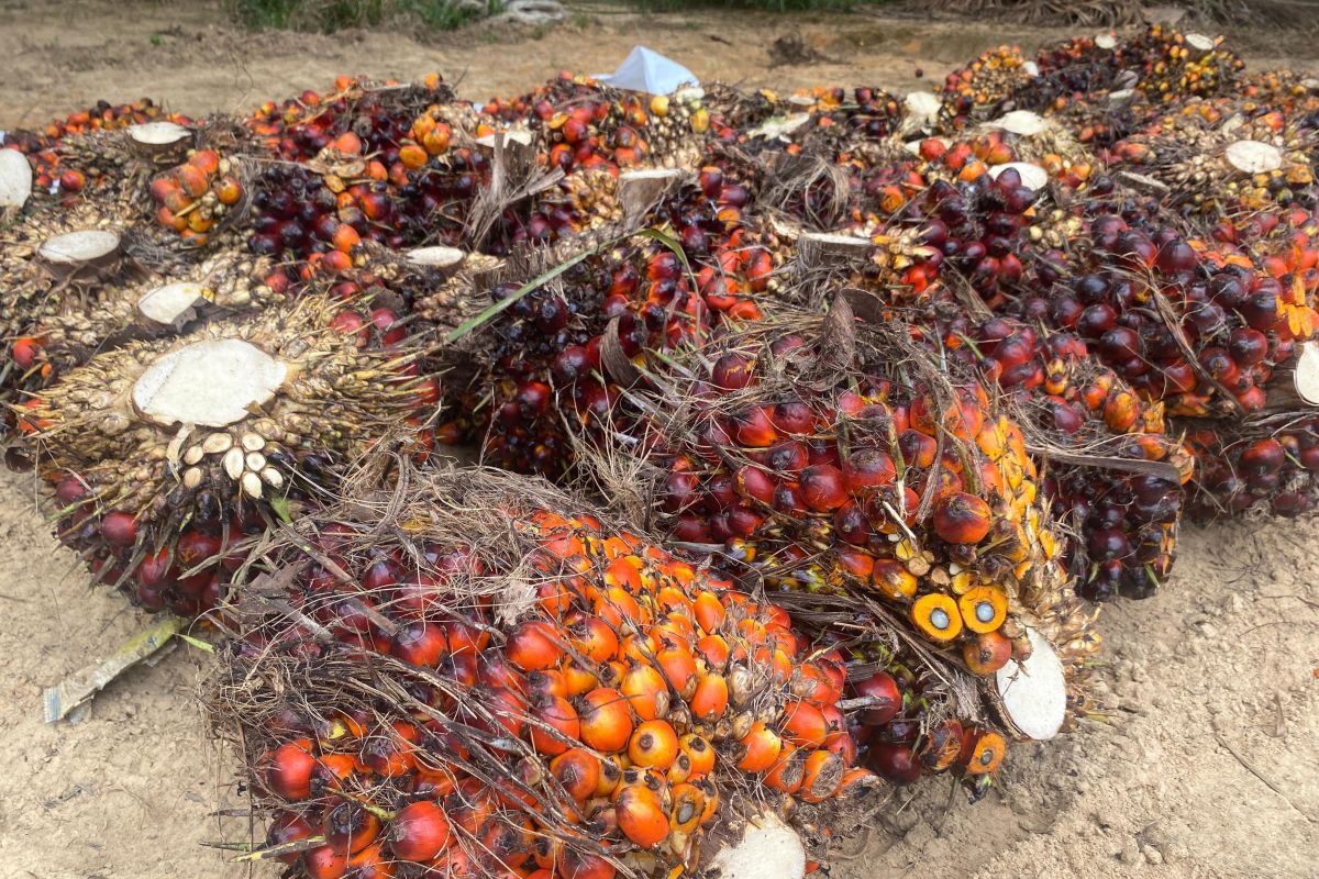 Perlu kebijakan pemerintah agar harga sawit kompetitif di pasar