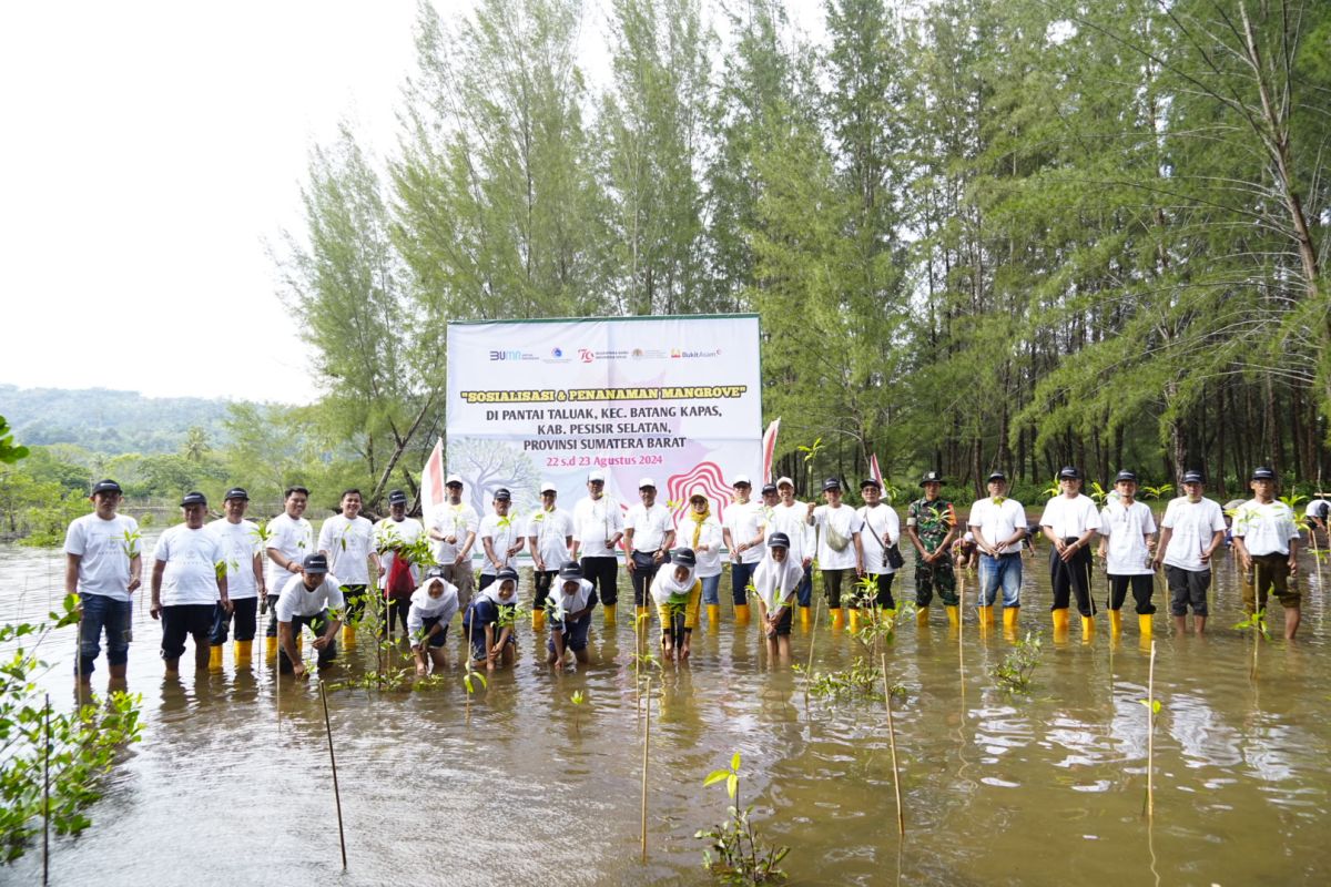 Cegah Abrasi, Bukit Asam (PTBA) Tanam Mangrove di Pantai Taluak