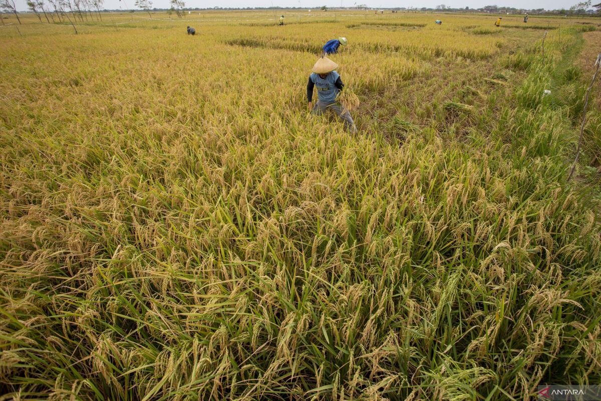 Indonesia datangkan 1,2 juta ton beras impor