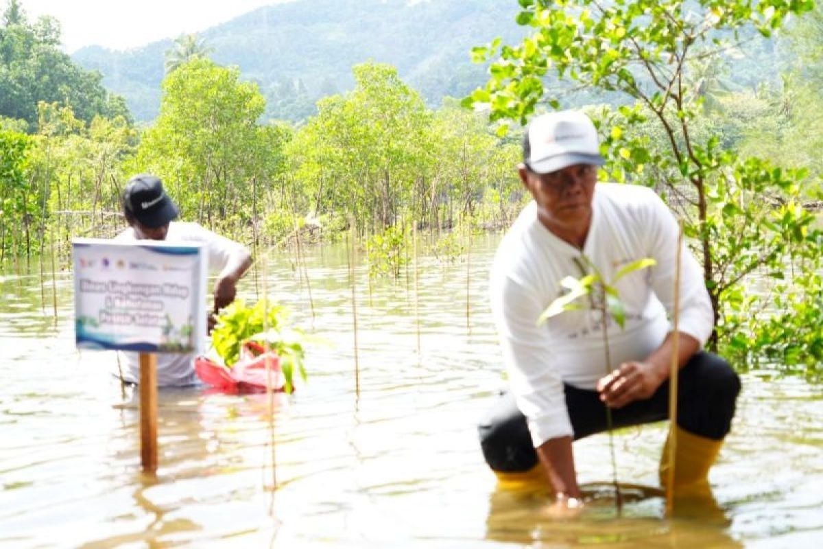 Cegah abrasi, PT Bukit Asam tanam bibit mangrove di Pantai Taluak, Sumbar