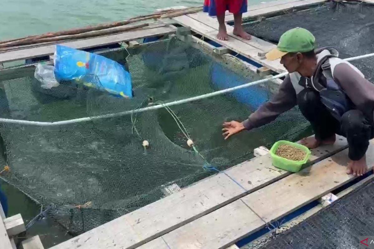 Kebutuhan ikan air tawar di Batam capai lima ton lebih per hari