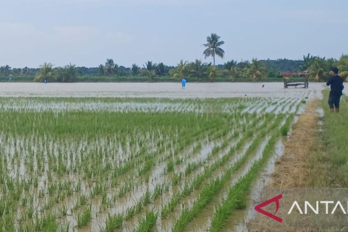 Pemkab Parigi Moutong berupaya pulihkan sawah terdampak banjir