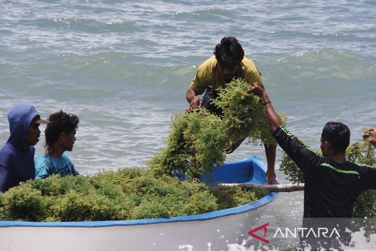 KKP kembangkan modeling rumput laut