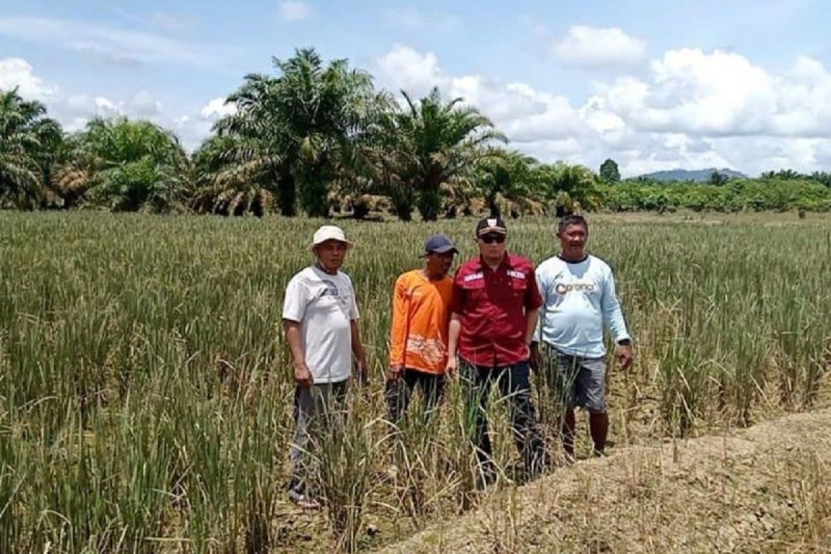 10 haktere lahan sawah di Desa Baru Pasaman Barat gagal panen