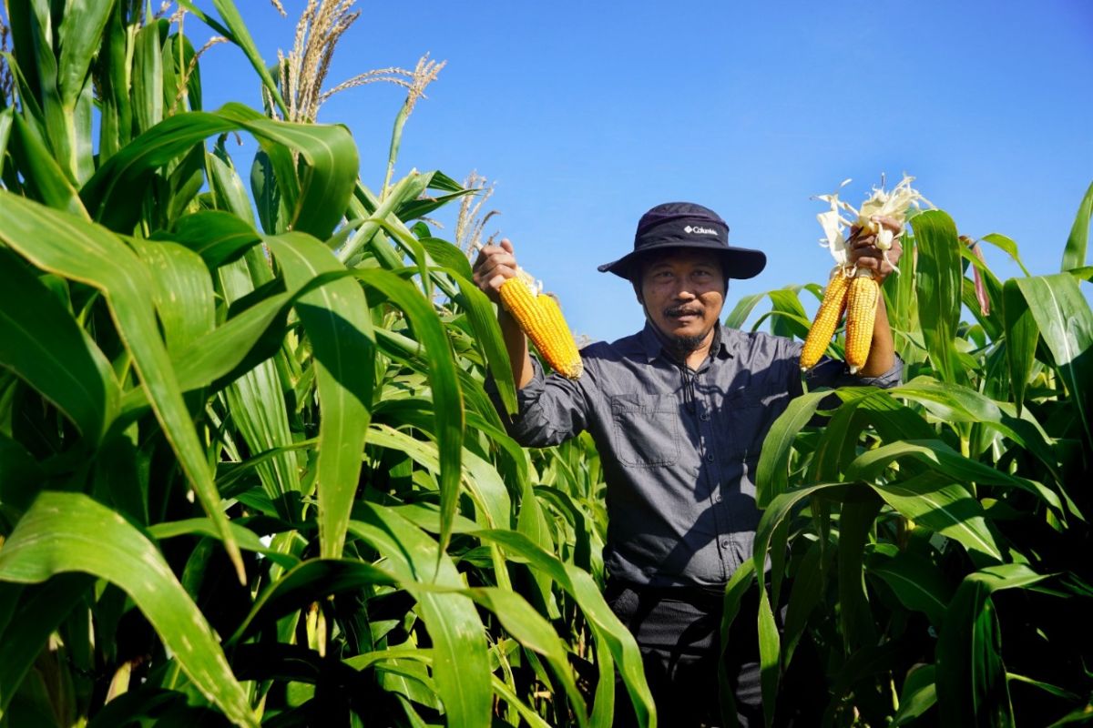 Brawijaya University develops quick-growing, high-yield corn seeds