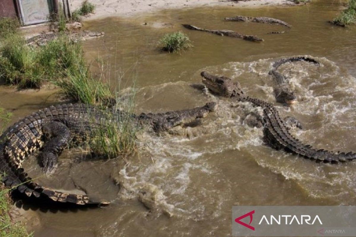 Musim kawin buaya, warga diminta jauhi sungai