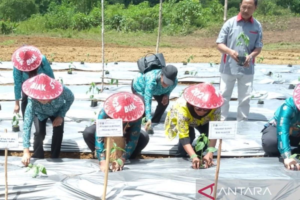 Pemkab Biak budi daya cabai di lahan 20 hektare Kampung Dernafi