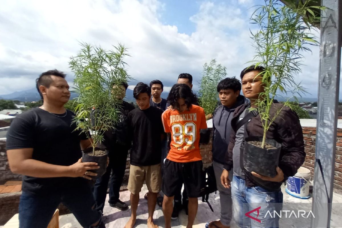 Polisi tangkap dua remaja budi daya ganja di atap rumah Mataram