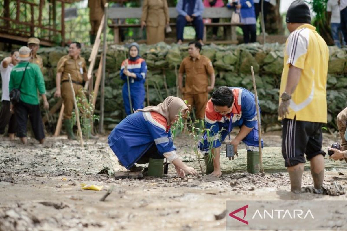 Fuel Terminal Sei Siak tanam 1000 bakau di Pulau Semut