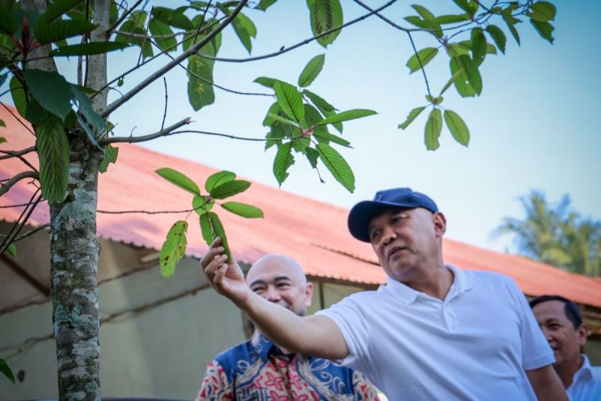 Menkop UKM mendorong pengembangan produk kratom