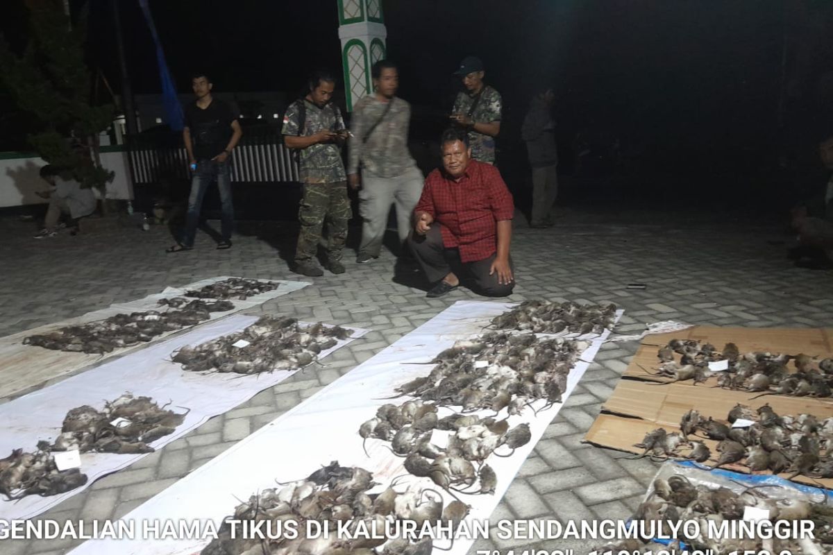 Warga Yogyakarta gelar lomba menembak tikus