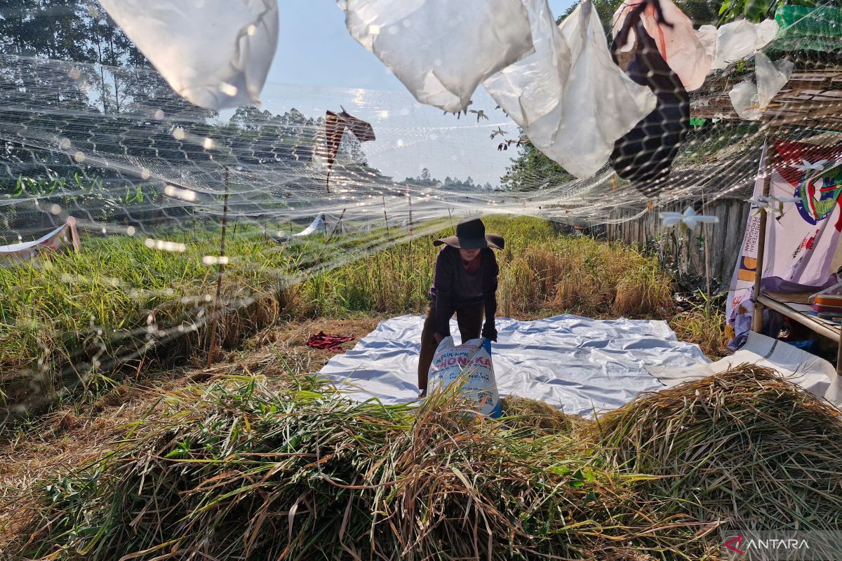 Transforming Jakarta's flood canal into an urban food barn