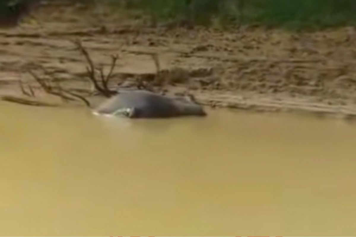 Kerbau di Kampar mati secara massal