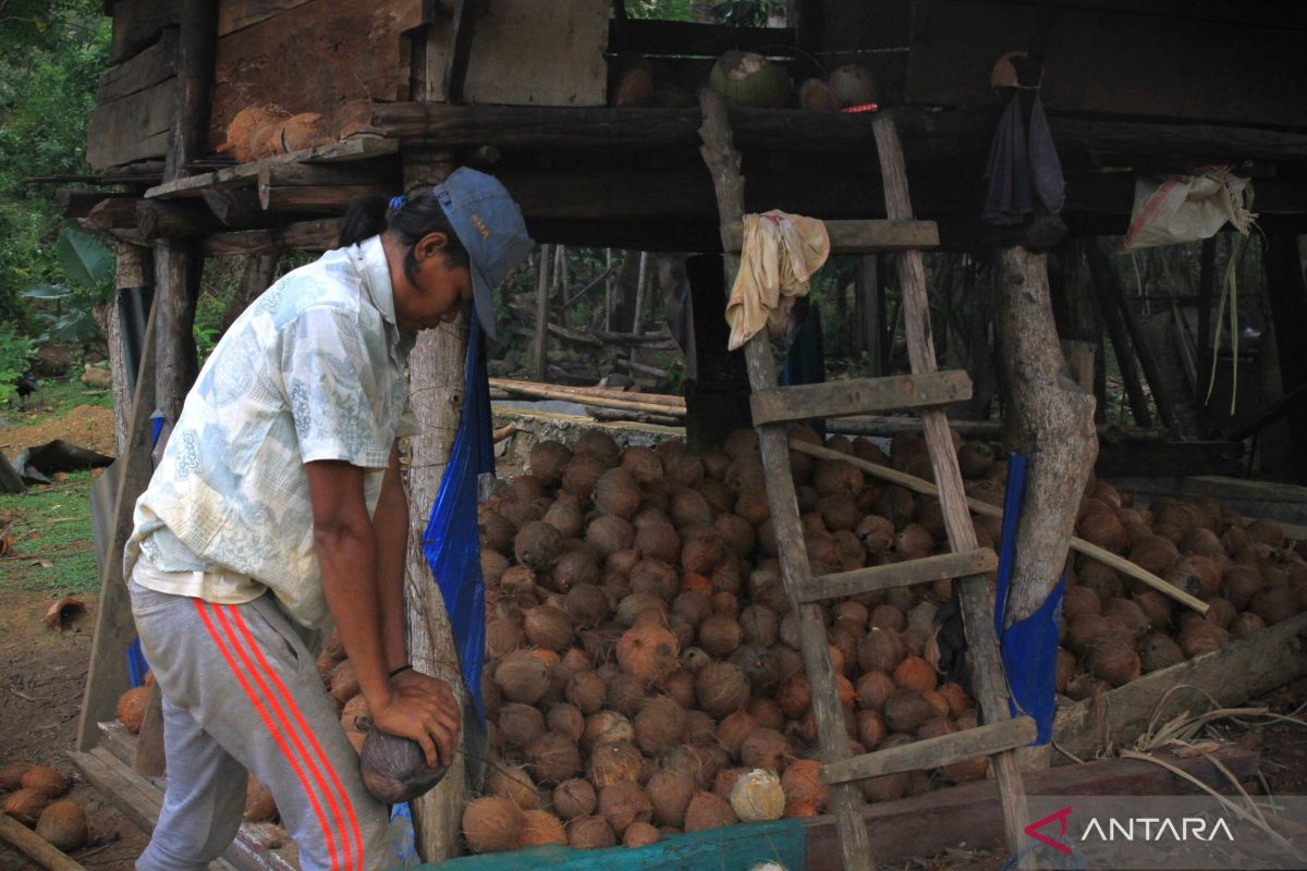 Harga kopra hitam di Kendari naik jadi Rp12.000/kg