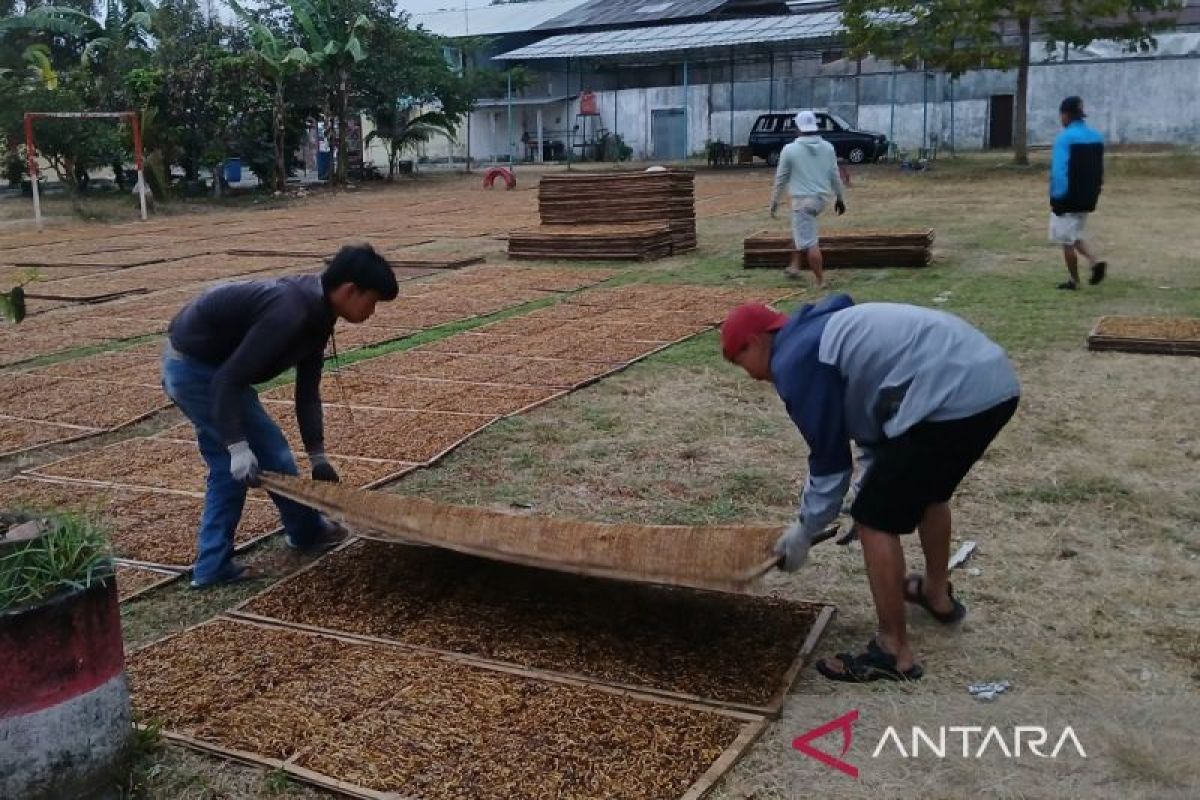 APTI Temanggung larang petani campur gula dan tembakau luar daerah