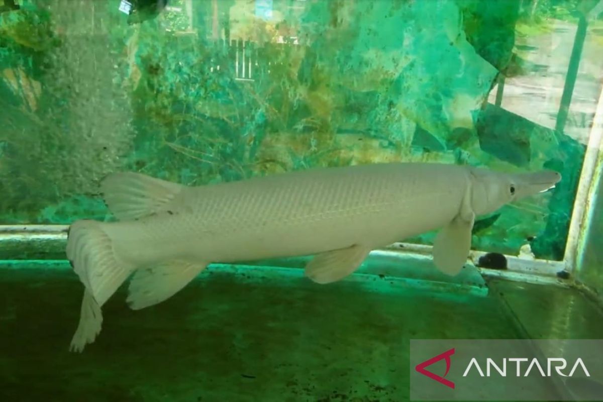 Ikan alligator gar bisa merusak ekosistem perairan