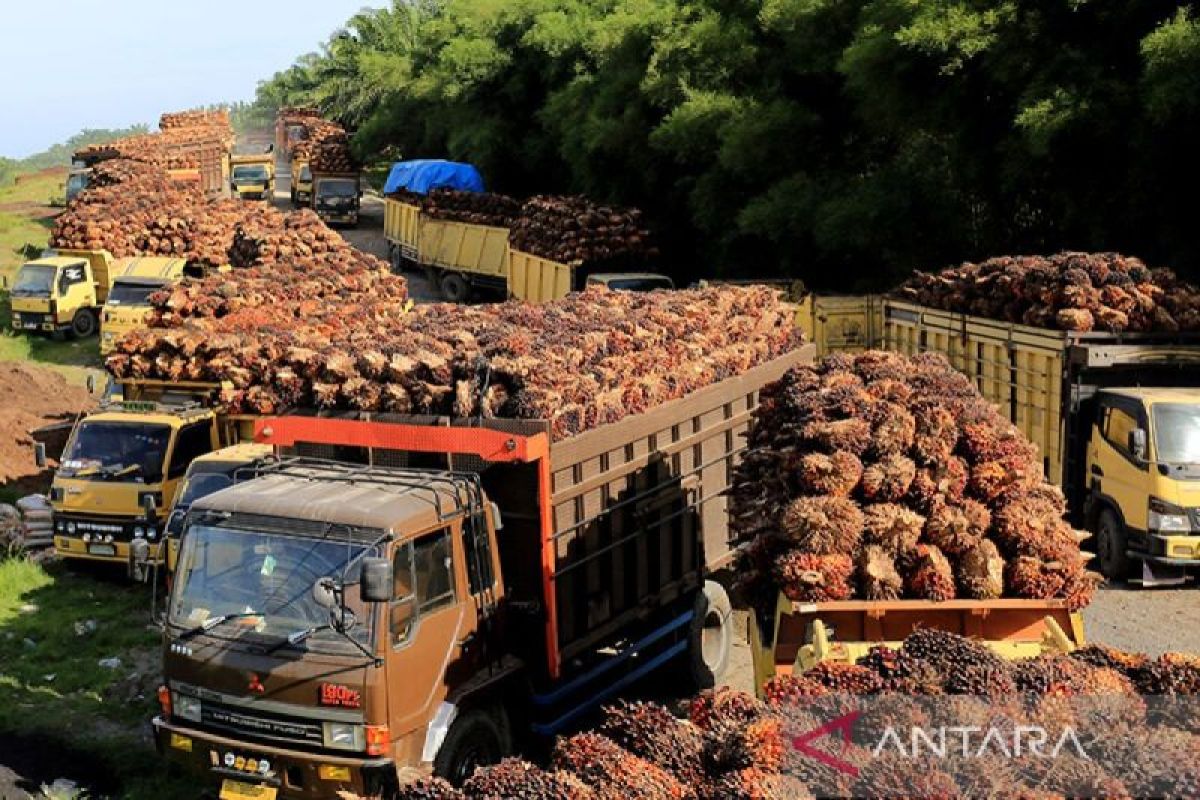 Kementan: Indonesia butuh 20 juta kiloliter CPO untuk menerapkan biodiesel 50 persen