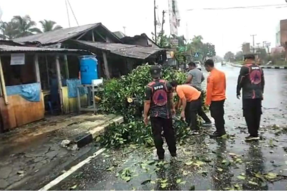 BPBD Pariaman bersihkan pohon tumbang akibat angin kencang