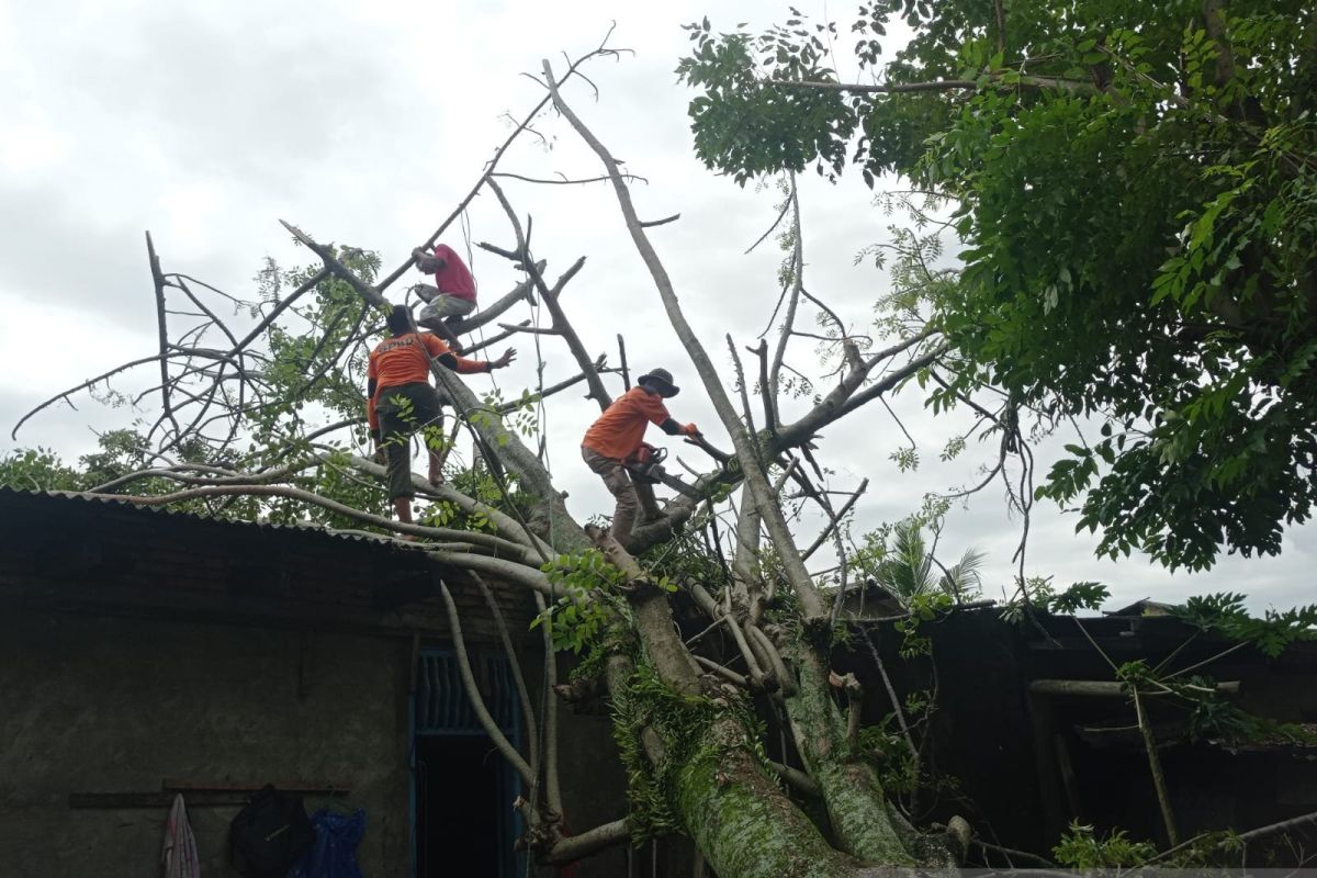 BPBD Padang tangani 65 titik pohon tumbang akibat cuaca ekstrem