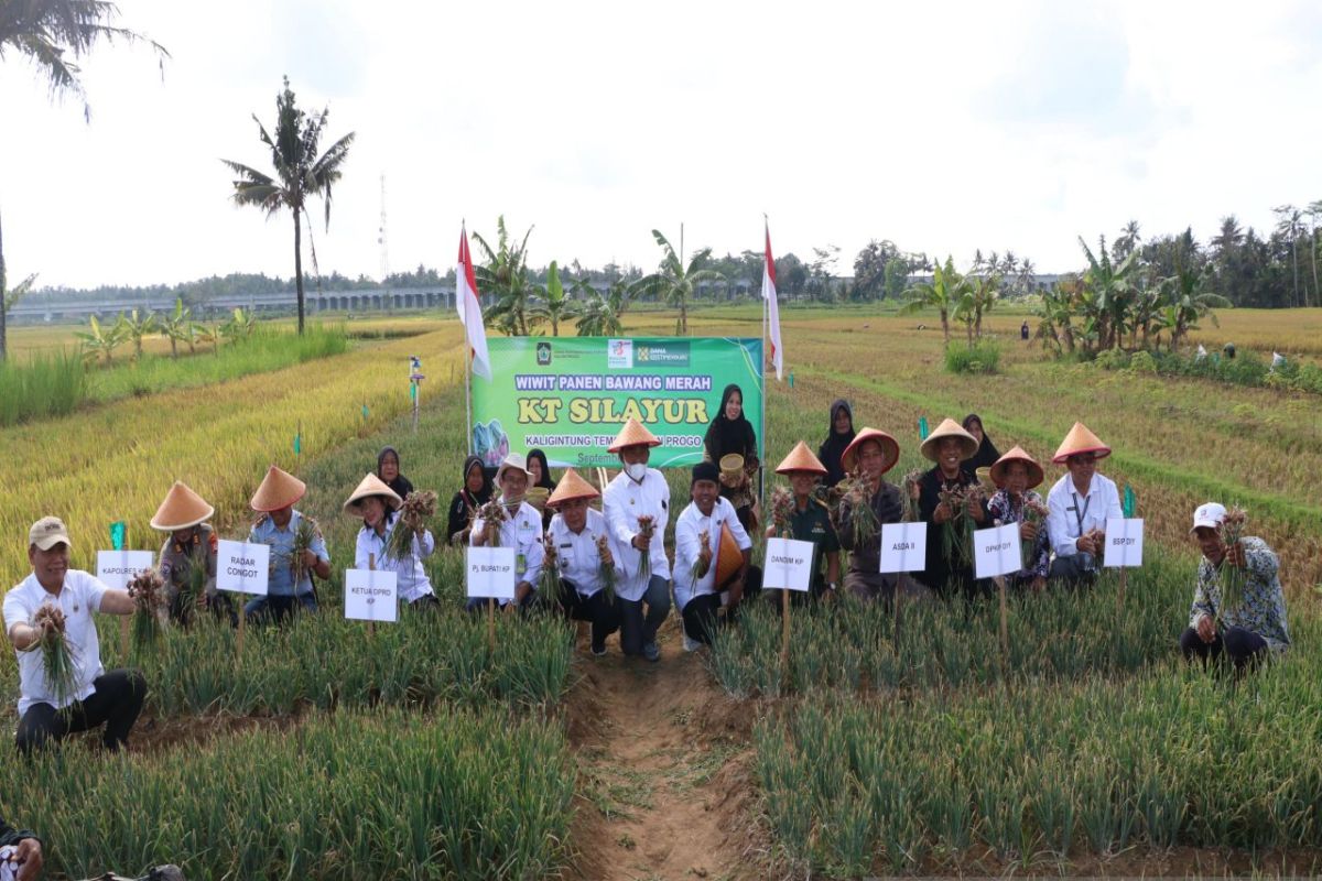 Pemkab Kulon Progo mengoptimalkan lahan surjan untuk pengembangan pertanian