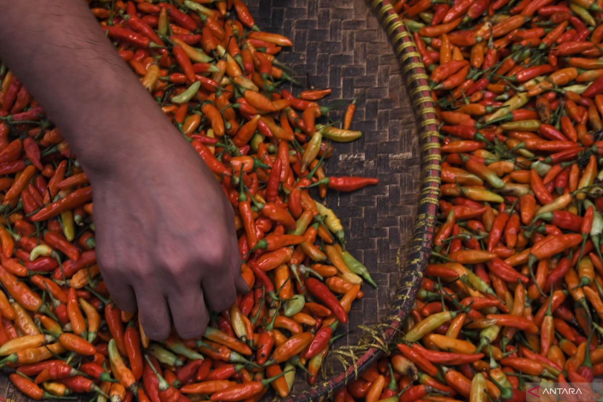 Harga cabai rawit merah Rp46.310 per kg di Jumat pagi