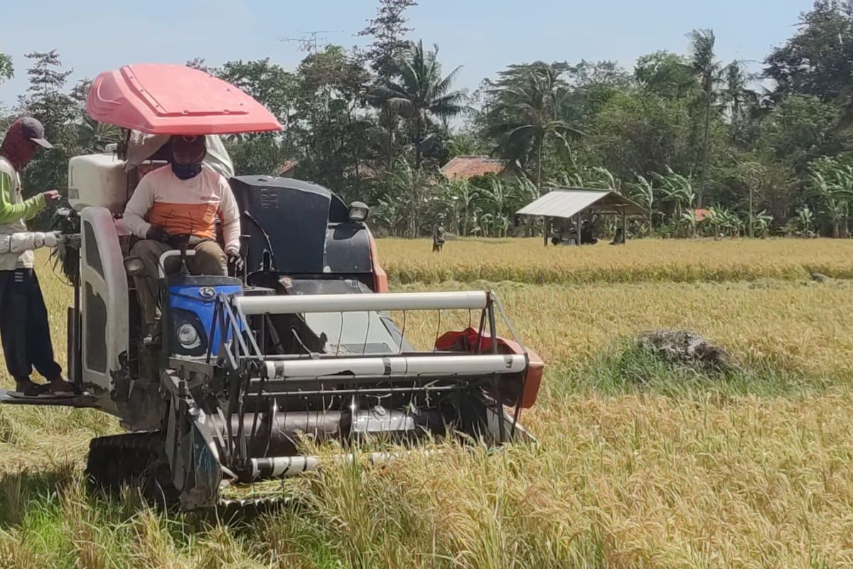 Distan Bandarlampung sebut 186 hektare lahan sawah tak boleh beralih fungsi