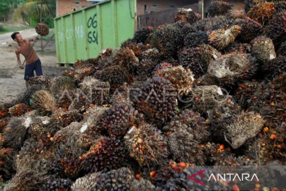 Harga TBS kelapa sawit di Sultra naik Rp2.300/kg