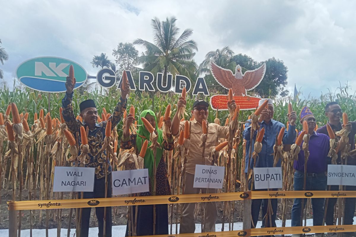 Pemkab Pasaman Barat minta petani pilih benih jagung unggul