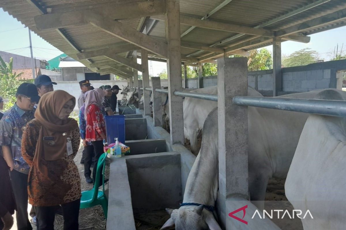 10 kelompok tani di Demak terima bantuan sapi bunting