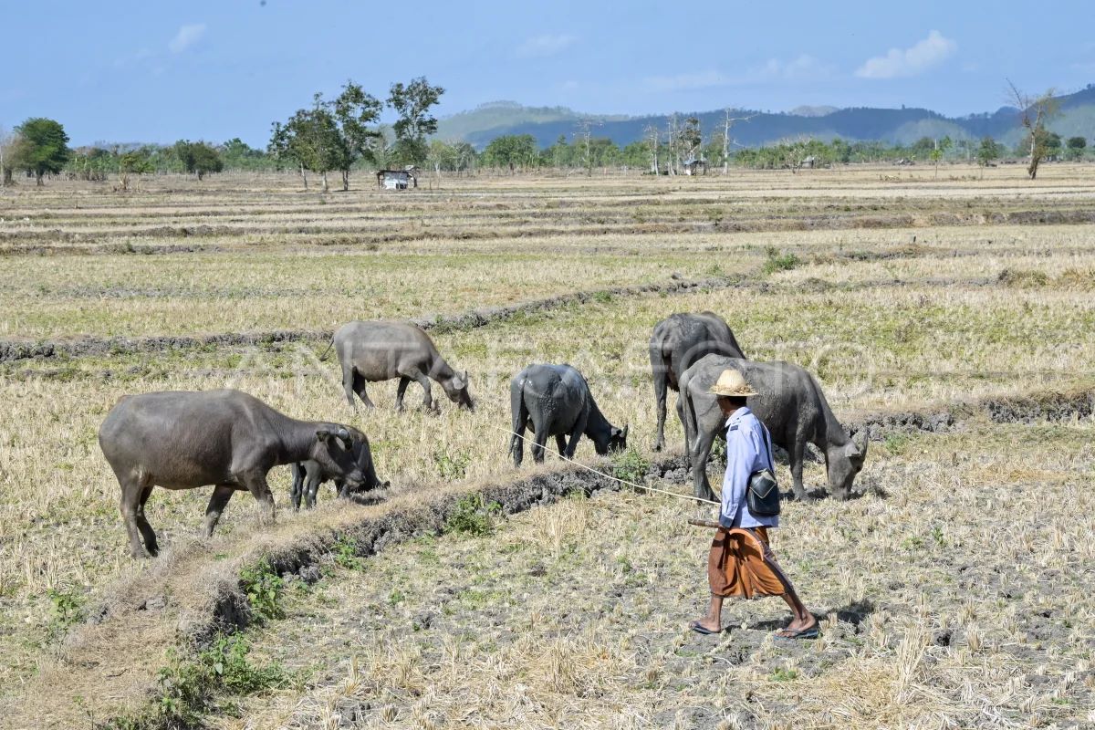 BPBD sarankan petani di NTB untuk efisiensi air