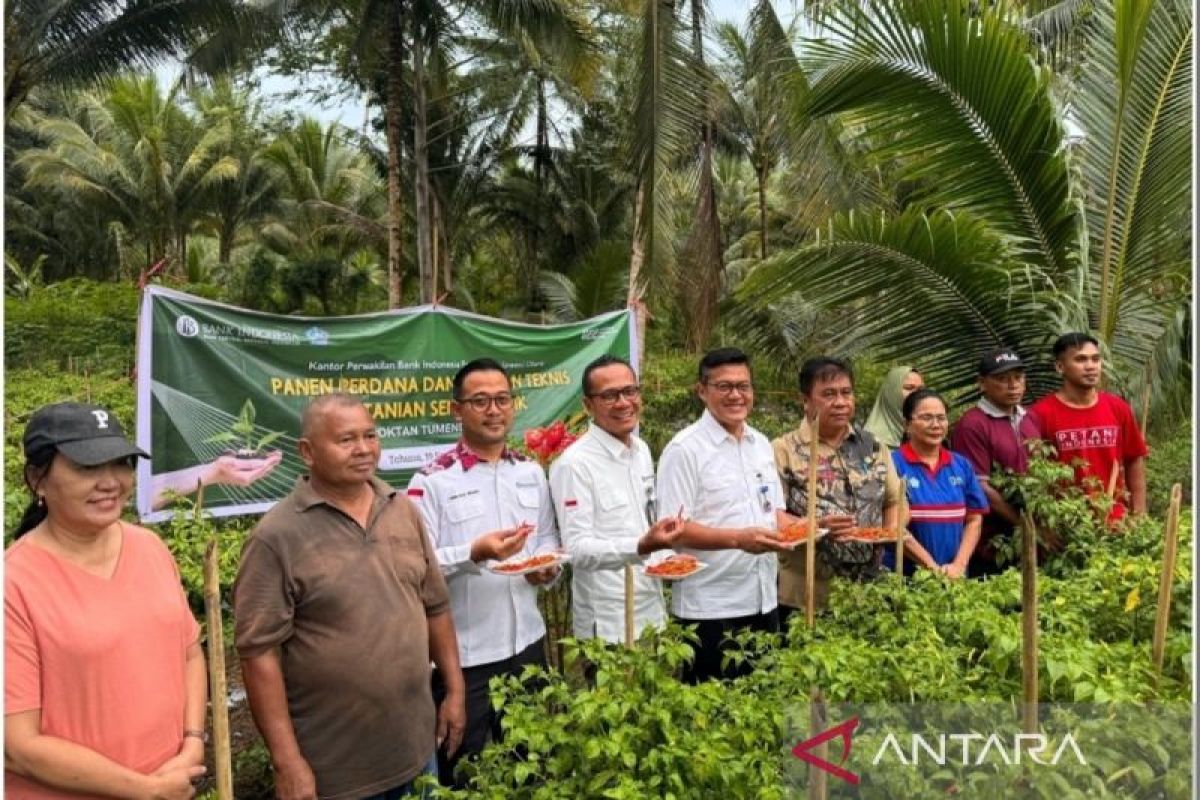 BI panen cabai-tomat  cegah inflasi di kepulauan Sangihe