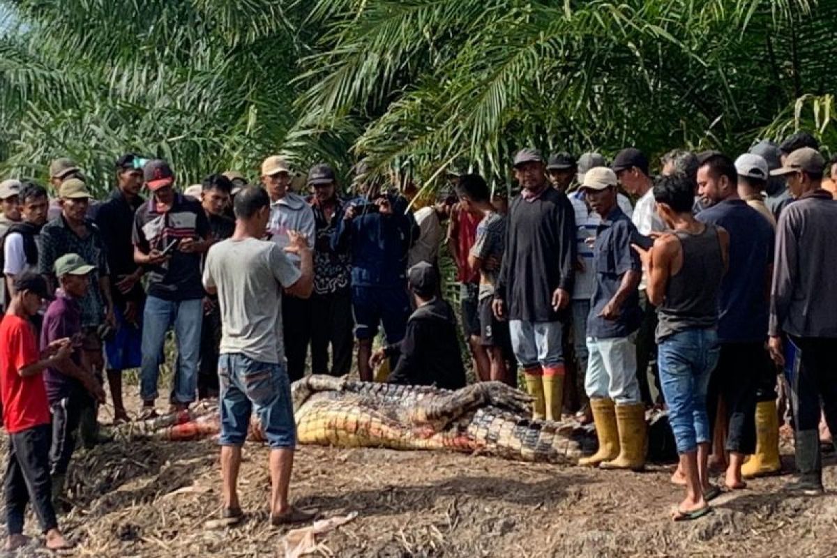 Pria di Rohil tewas diterkam buaya saat memancing