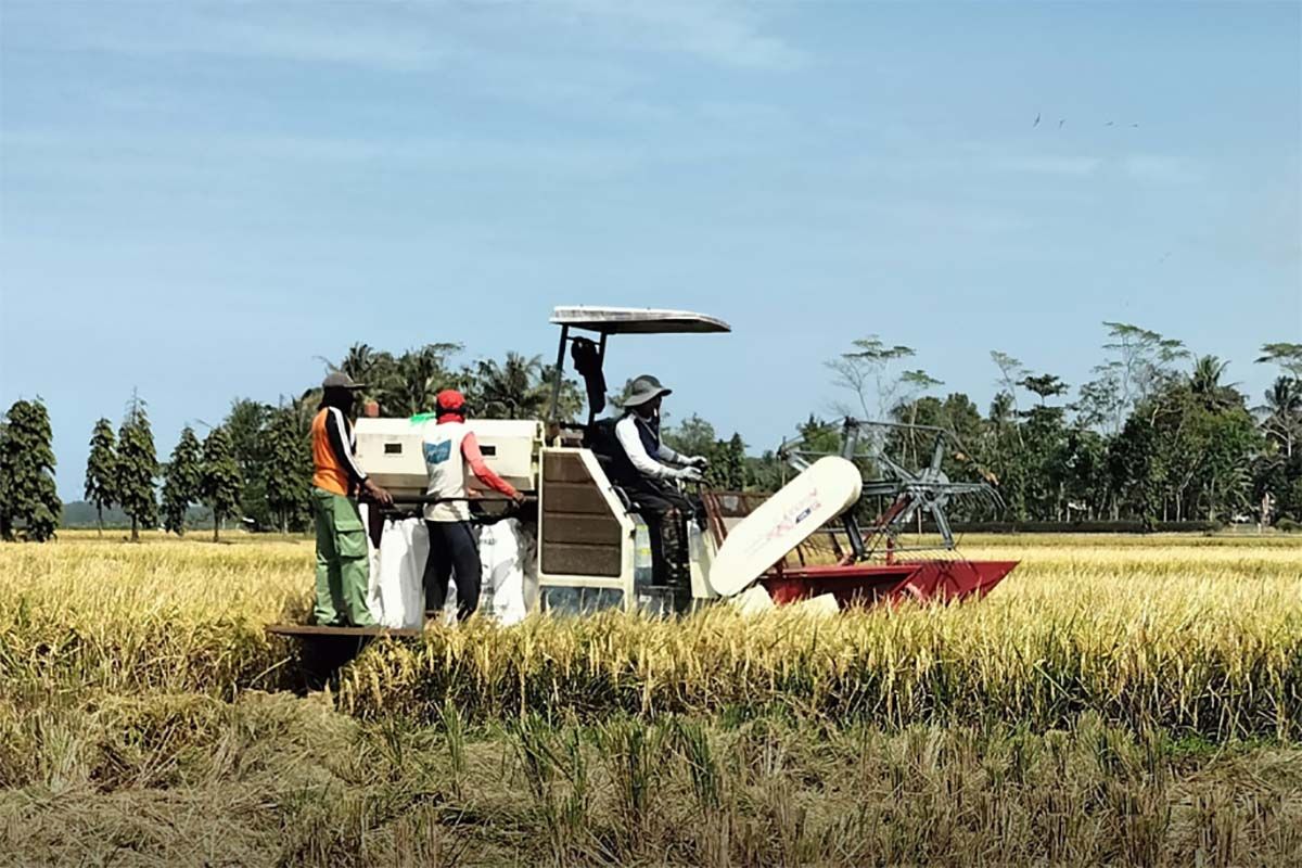 Dispertan: Produksi padi di  Cilacap tidak terkendala kekeringan