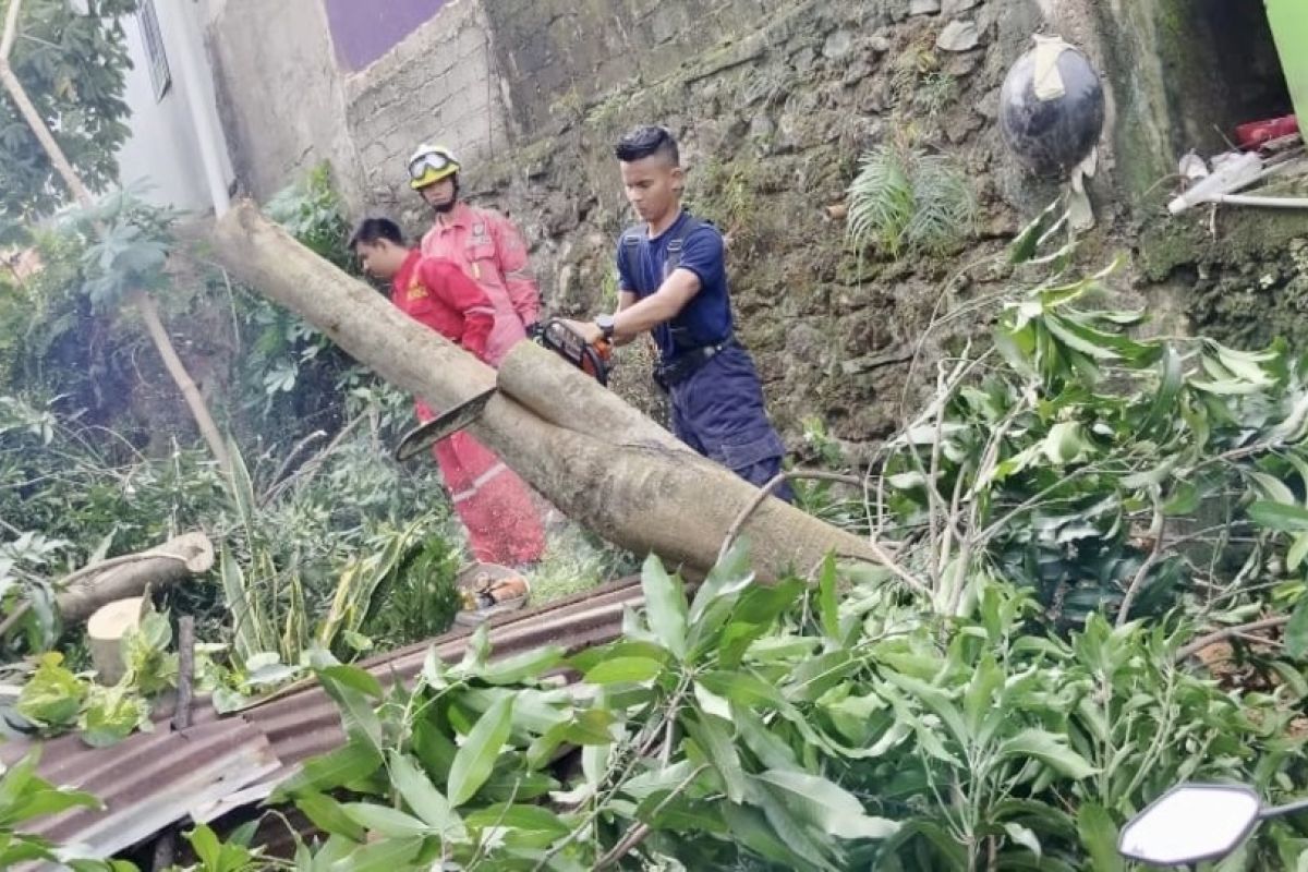 Disperakimtan Batam sebut pepohonan tumbang kemarin bukan pohon tua