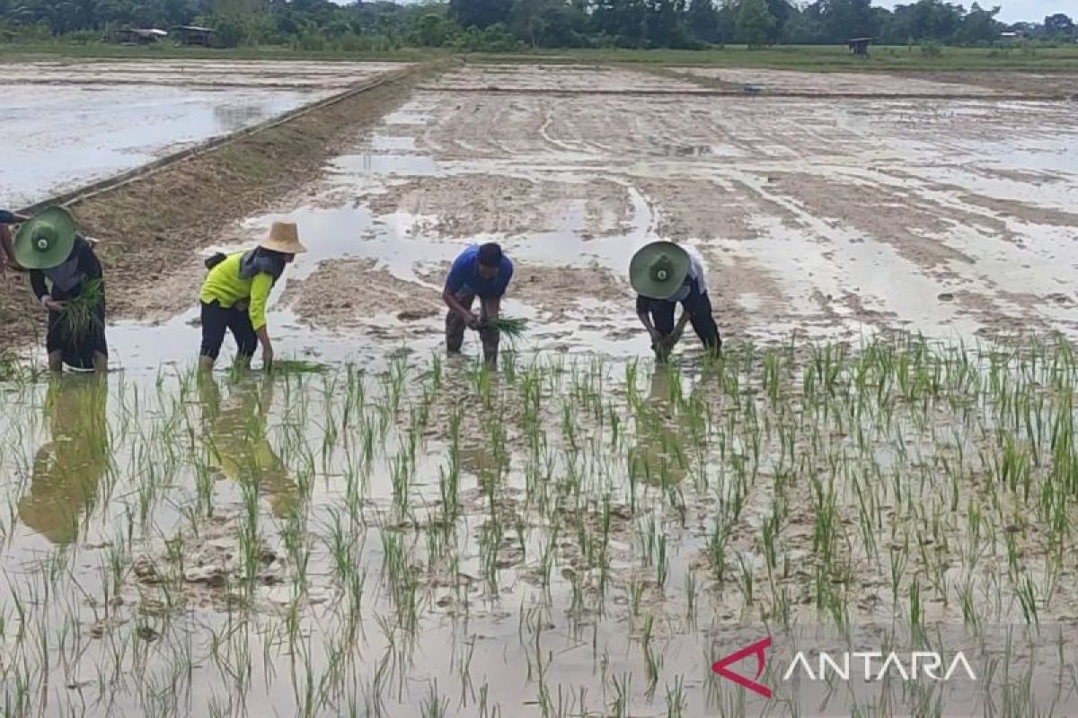 Penyangga pangan IKN, Kotim dapat program cetak sawah 58.000 hektare