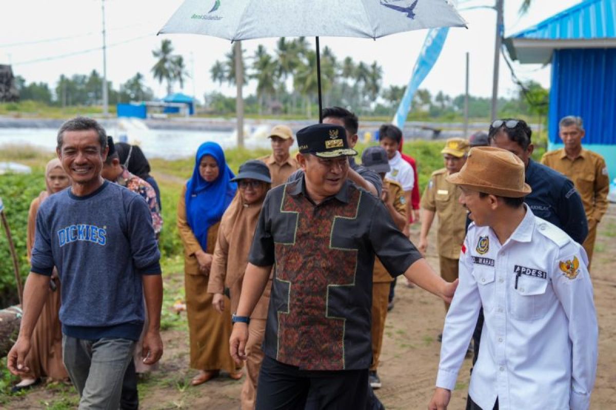 Masyarakat Mamuju budi daya udang vaname pada areal 1.800 hektare