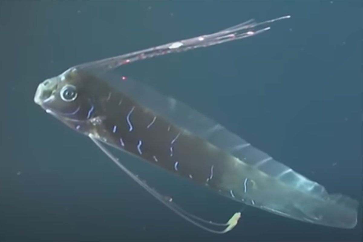 Benarkah kemunculan oarfish pertanda tsunami?