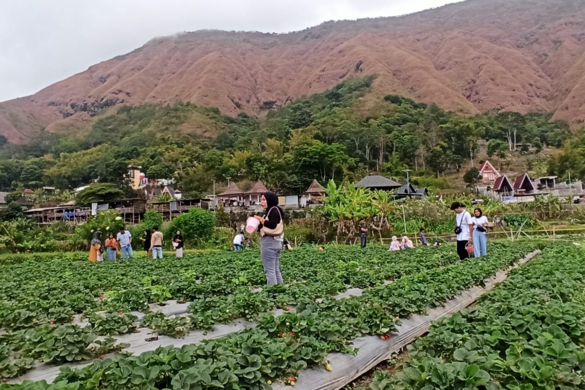 Wisata stroberi di kaki Gunung Rinjani Lombok ramai pengunjung