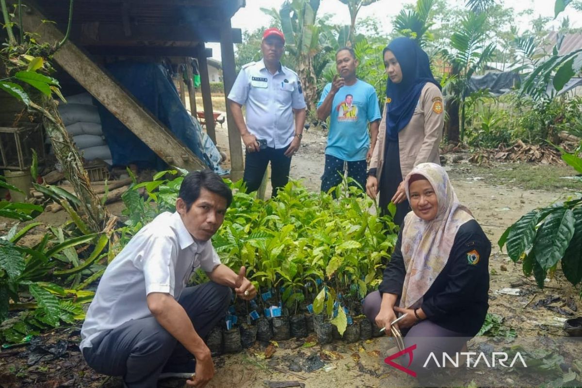 Disbun Sultra salurkan 200 ribu bibit kopi ke petani di Konawe dan Konsel