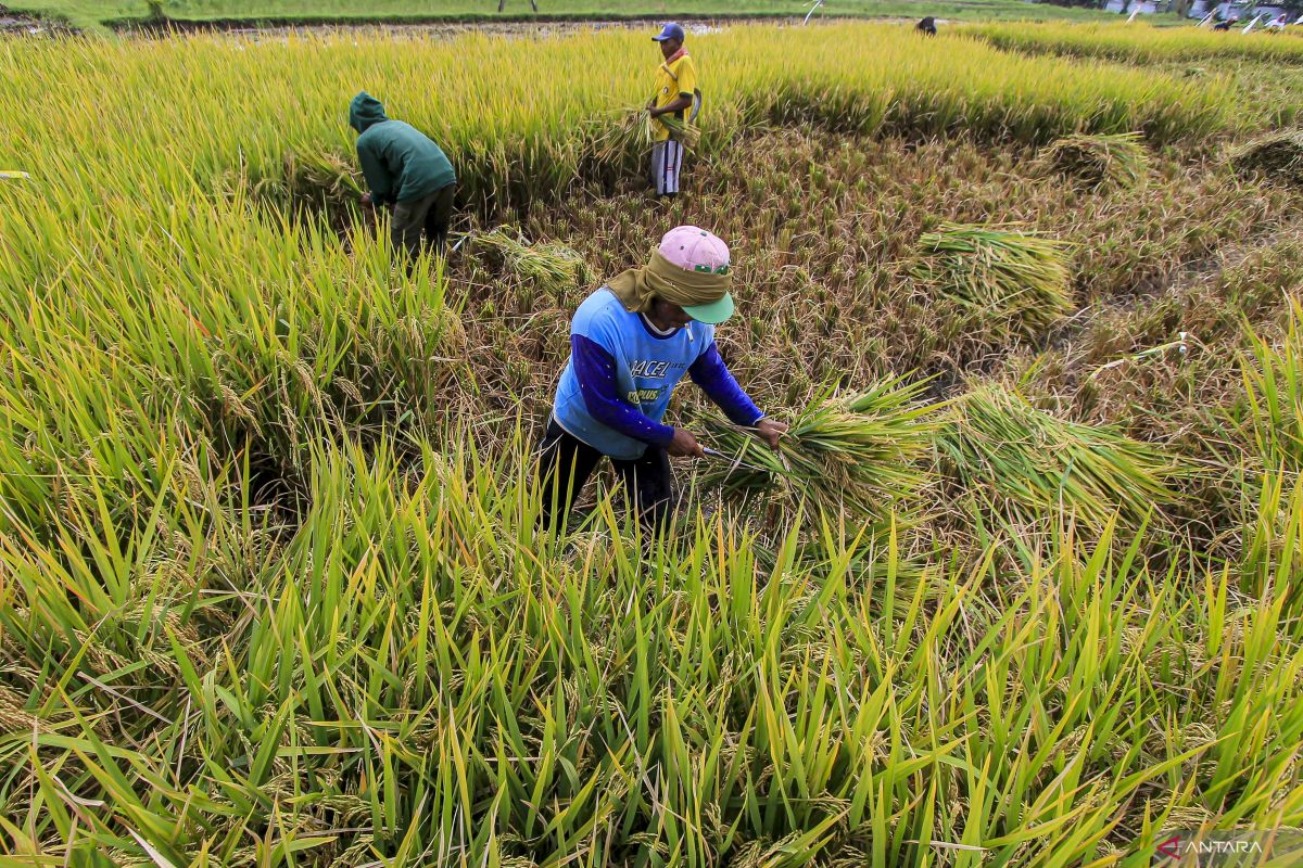 Serikat Petani inginkan adanya evaluasi kinerja Kepala Bapanas