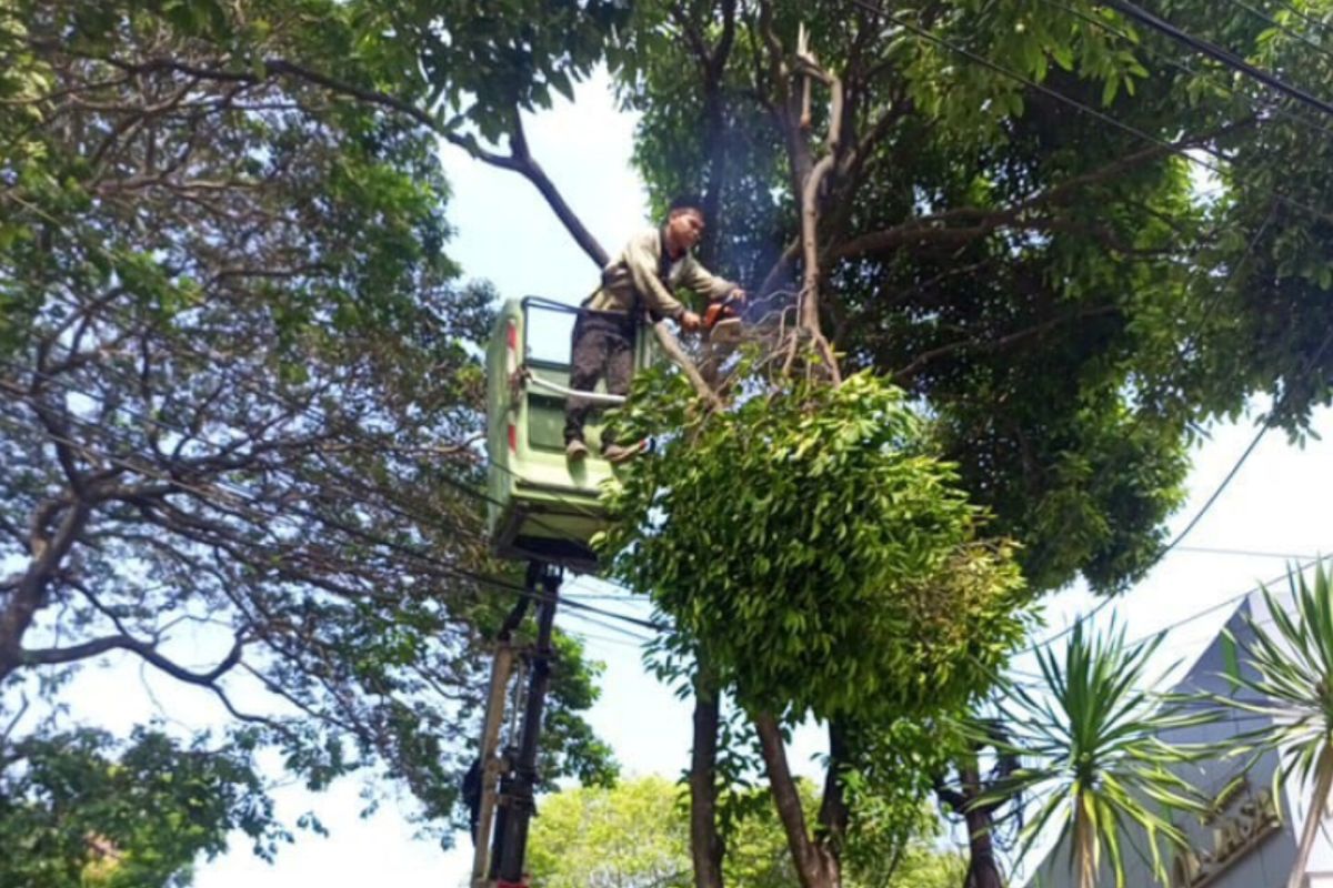 Sudintamhut Jaksel tangani pohon tumbang di 3 lokasi