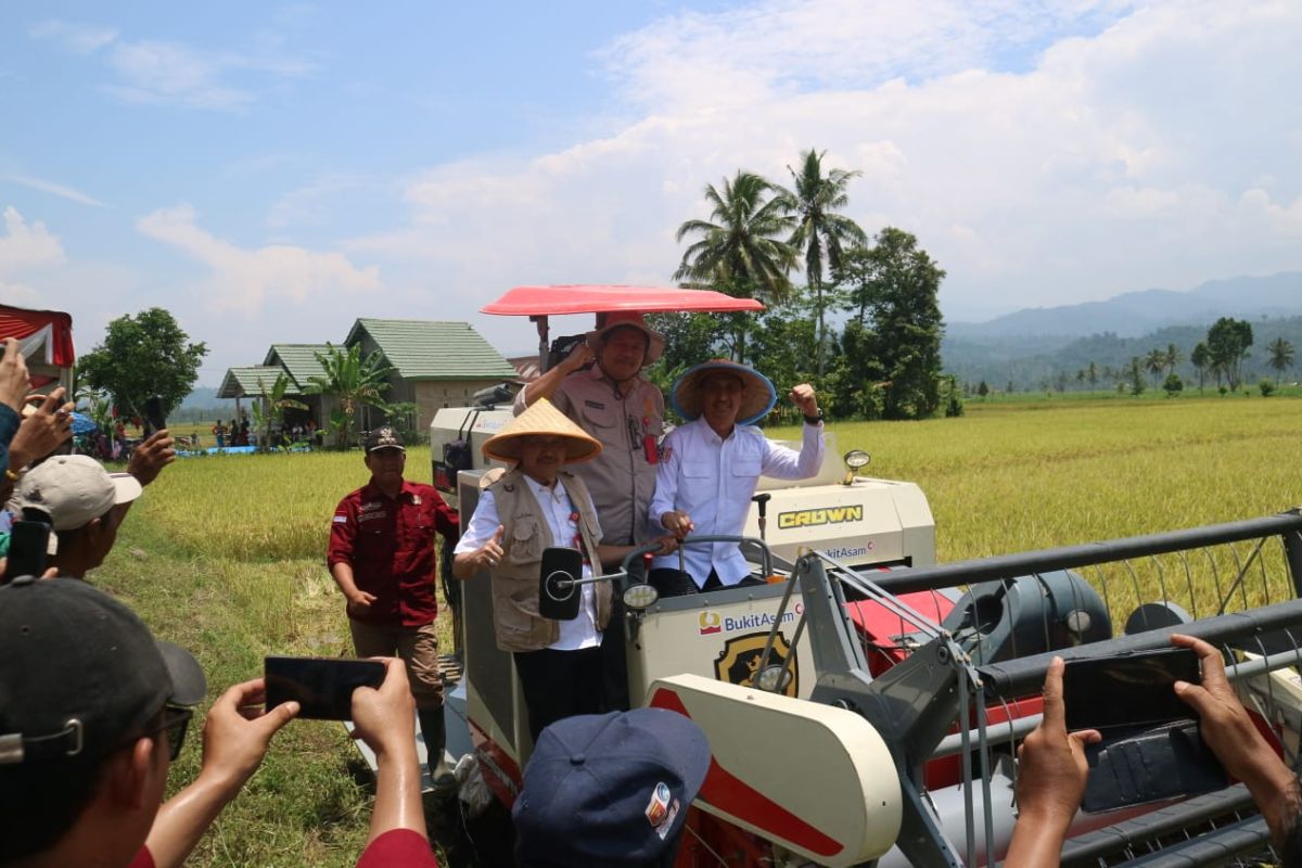 Pemkab dan Kementan RI lakukan panen raya padi di Suoh Lampung Barat