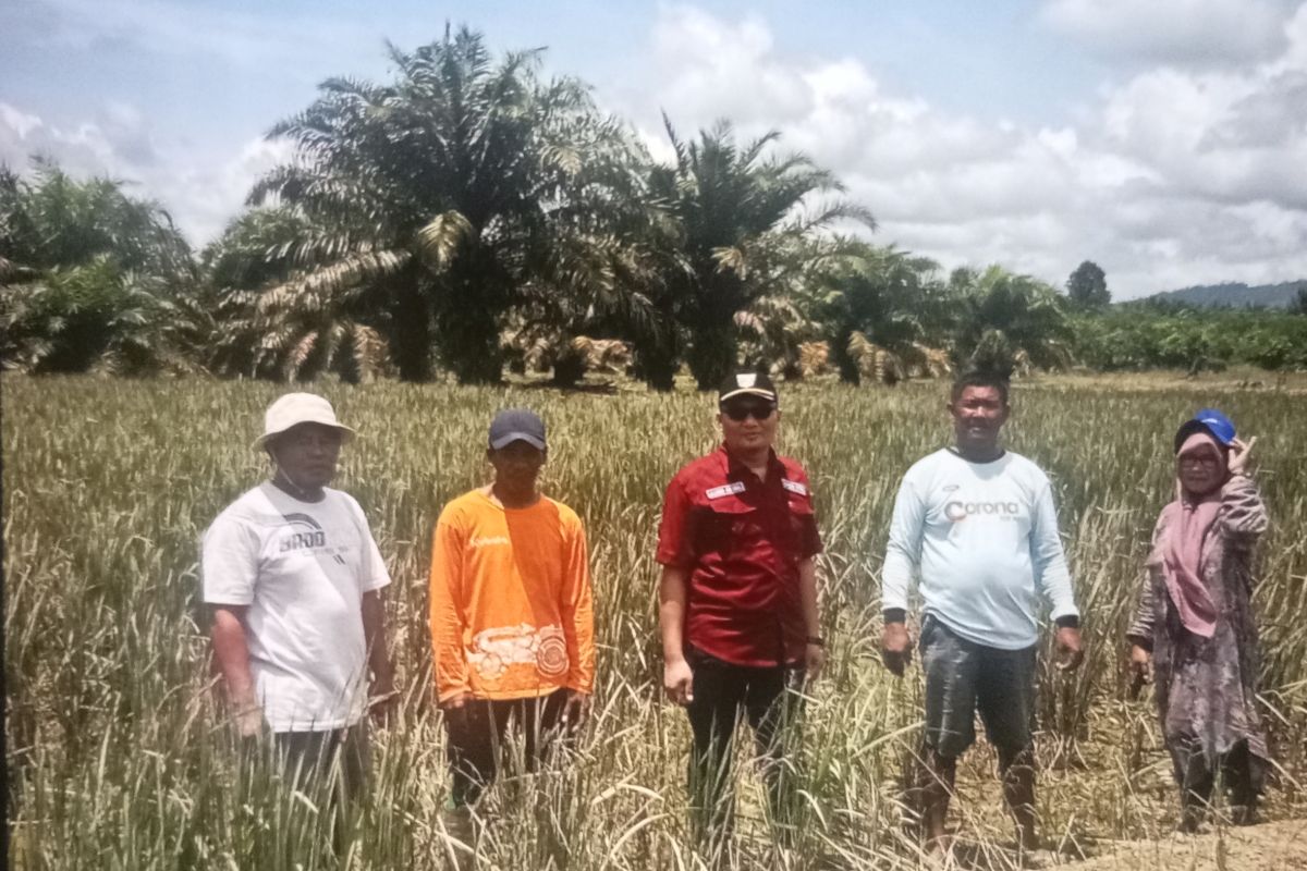 Pemkab Pasaman Barat peroleh bantuan benih dan saprodi dari Kementan