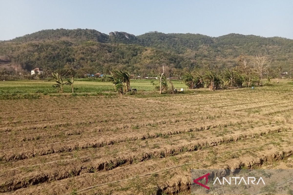 DKPP Bantul sebut kekeringan berdampak pada lahan pertanian di Dlingo