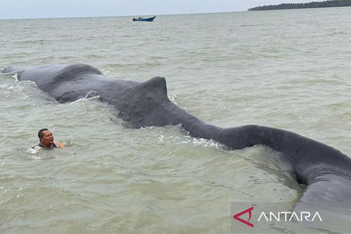 Seekor paus seberat 40 ton terdampar di Teluk Balikpapan Kaltim