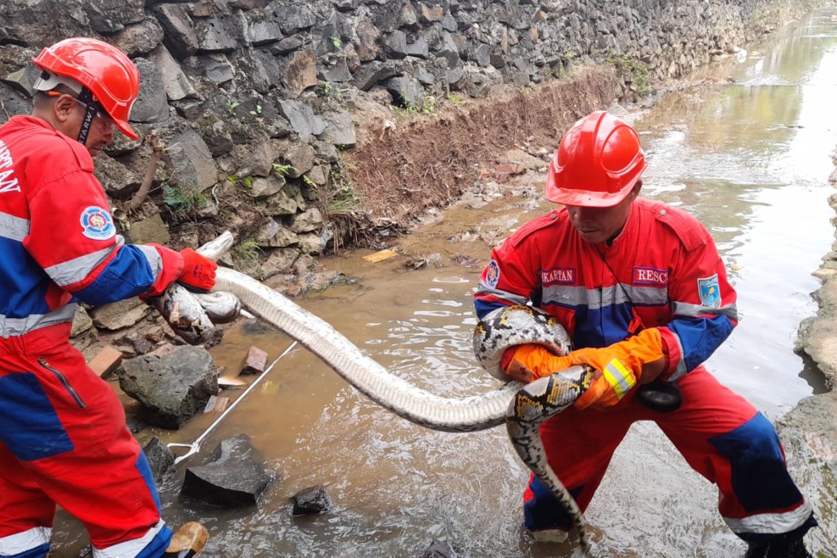 Damkartan evakuasi ular sanca bobot 25 kilogram